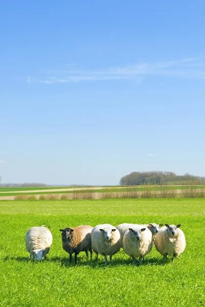 Mavi gökyüzü ile çimenlerdeki koyunlar
