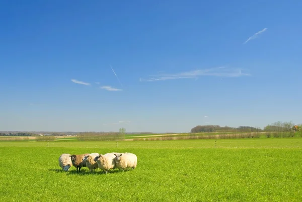 Mavi gökyüzü ile çimenlerdeki koyunlar