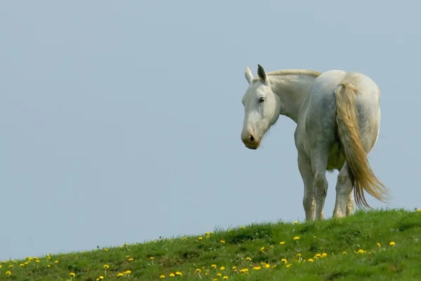 Witte paard staande op de horizon — Stockfoto