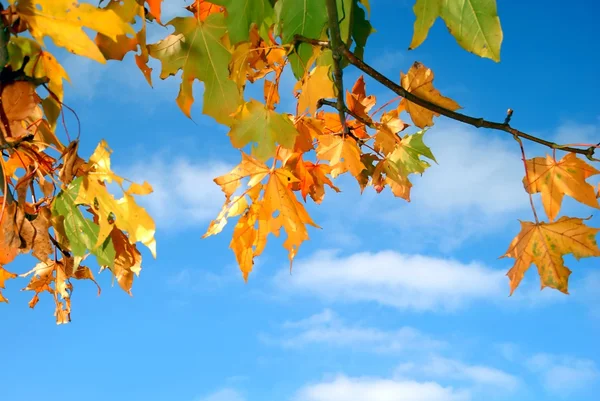 Bunte Herbstblätter — Stockfoto