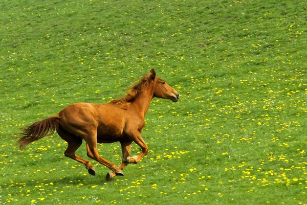 Galopperend paard — Stockfoto