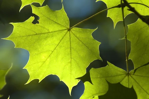 Lushes zielony liść — Zdjęcie stockowe