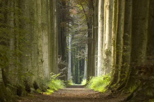 Naturen väg — Stockfoto