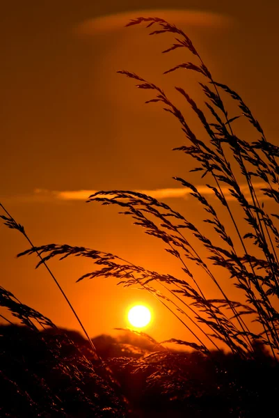 Günbatımı ile ön plan