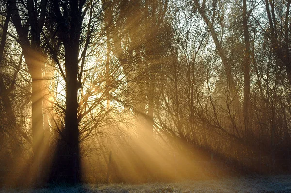 Paprsky světla proudí mezi stromy — Stock fotografie