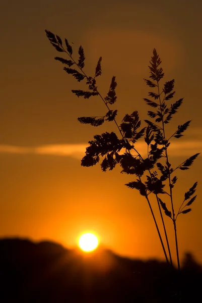 Günbatımı ile ön plan