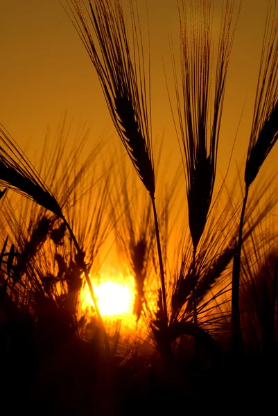 Günbatımı ile ön plan