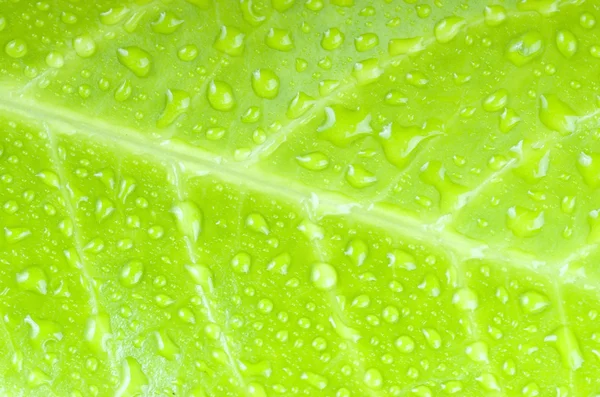 su yapraklara düşer.