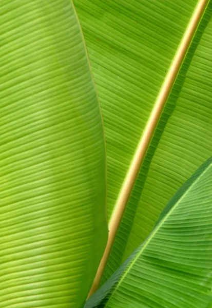 Närbild av vissa bananblad — Stockfoto