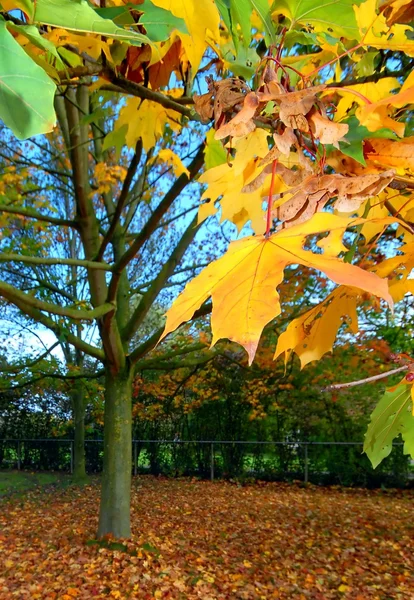 Arbre aux feuilles d'automne colorées — Photo