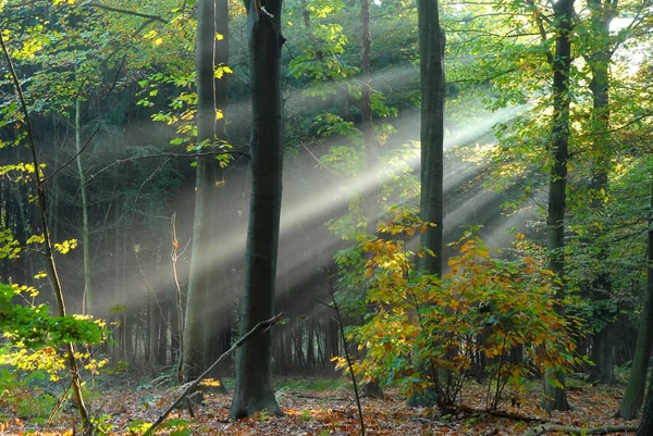 Rayos de luz fluyen a través de los árboles —  Fotos de Stock