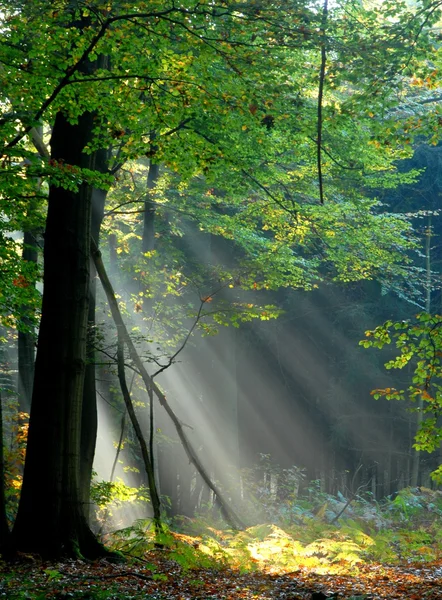 Des rayons de lumière traversent les arbres — Photo