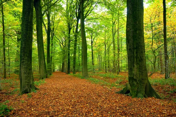 Caminho através da floresta exuberante — Fotografia de Stock