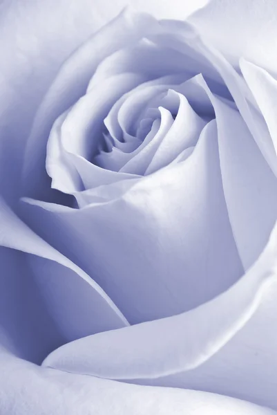 Bir gülün ayrıntıları