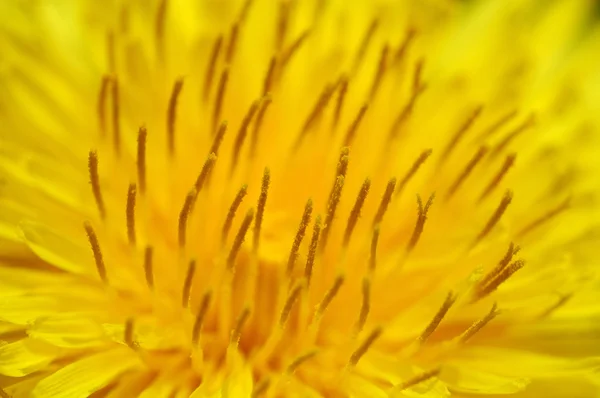 Sluiten van de bloem Stockfoto