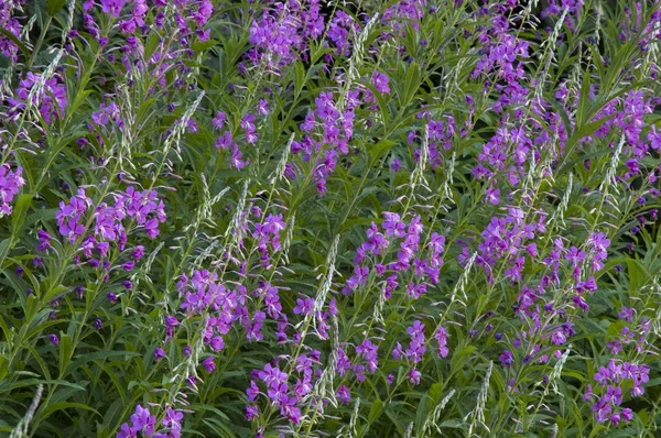 Paarse bloemen in het bos Stockfoto