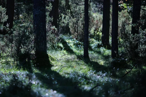 Magisch Donker Bos Herfst Licht Zachte Focus — Stockfoto