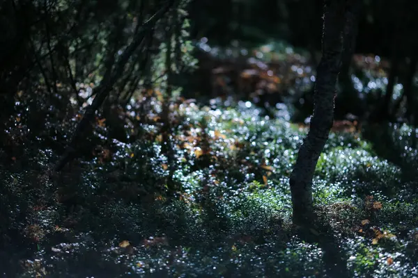 Magisch Donker Bos Herfst Licht Zachte Focus — Stockfoto