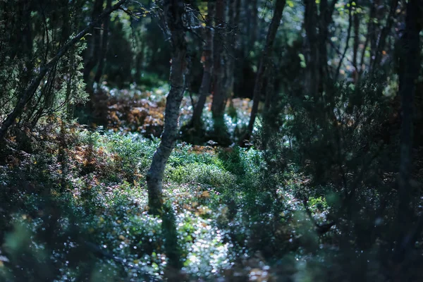 秋光中神奇的黑暗森林 柔和的焦点 — 图库照片