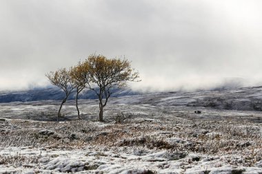 Norveç 'te ilk kar, huş yaprakları karla kaplı.