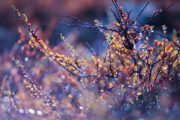 Colorful Autumn Bushes Plants Mountains Norway Closeup — Stock Photo, Image