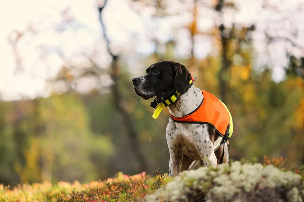 ノルウェーの山の中で犬の英語ポインタ狩り — ストック写真
