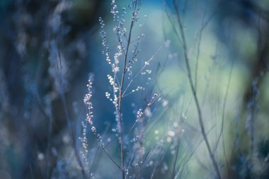 Yaz arkaplanı Çayırda çiçek açan bitkiler 