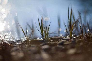 Kumsalda büyüyen çimenler, suya yansıyor.