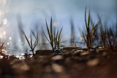 Taş plajda çimenler büyüyor, yakın plan., 