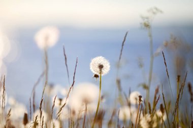 Yaz arkaplanı Çayırda çiçek açan bir karahindiba