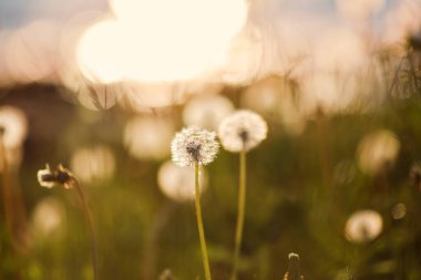 Çayırda çiçek açan bir karahindiba.