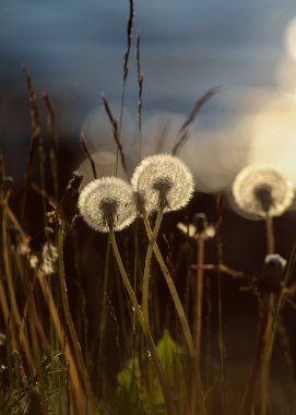 Çayırda çiçek açan bir karahindiba.