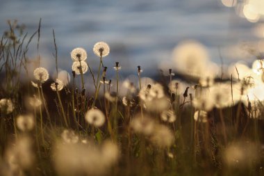 Çayırda çiçek açan bir karahindiba.