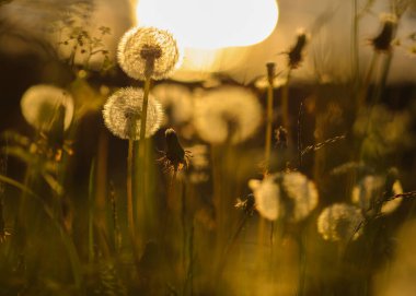 Çayırda çiçek açan bir karahindiba.