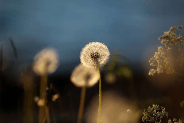 Sommar Bakgrund Med Blommande Maskros Ängen — Stockfoto