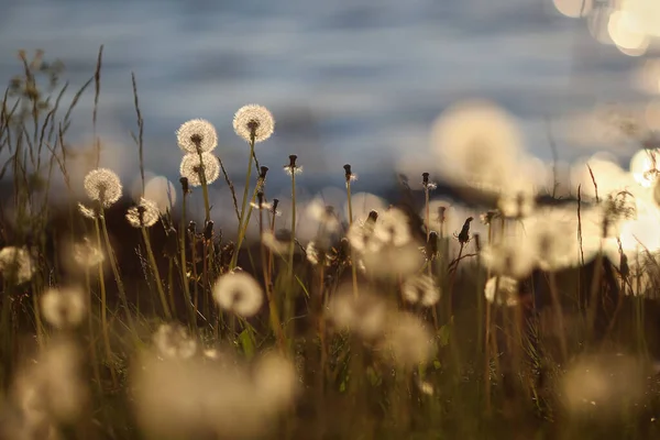 Çayırda çiçek açan bir karahindiba.
