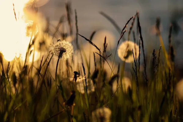 Çayırda çiçek açan bir karahindiba.