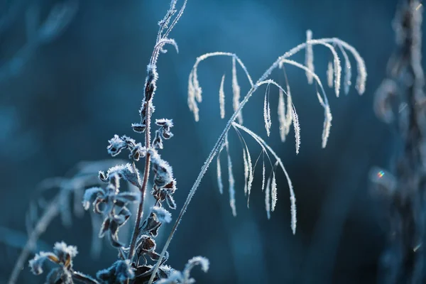 Ősszel Faggyal Borított Növény Hideg Időben — Stock Fotó