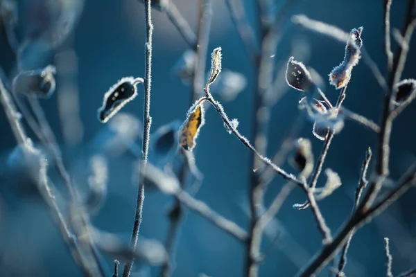 Рослина Вкрита Морозами Холодну Погоду Восени — стокове фото