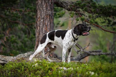 Yazın ormanda duran köpek ingilizcesi işaretçisi.