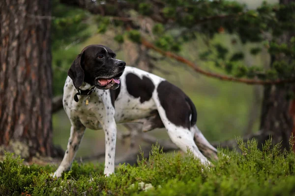 夏に森の中に立つ犬英語ポインタ — ストック写真