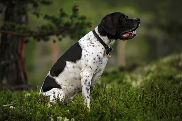 Cão Inglês Ponteiro Floresta Verão — Fotografia de Stock
