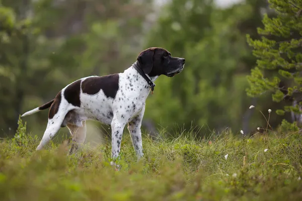 夏に森の中に立つ犬英語ポインタ — ストック写真