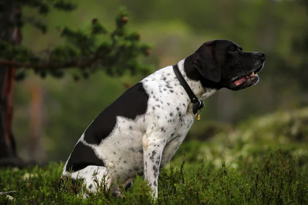 Pies Angielski Wskaźnik Stojący Lesie Lecie — Zdjęcie stockowe