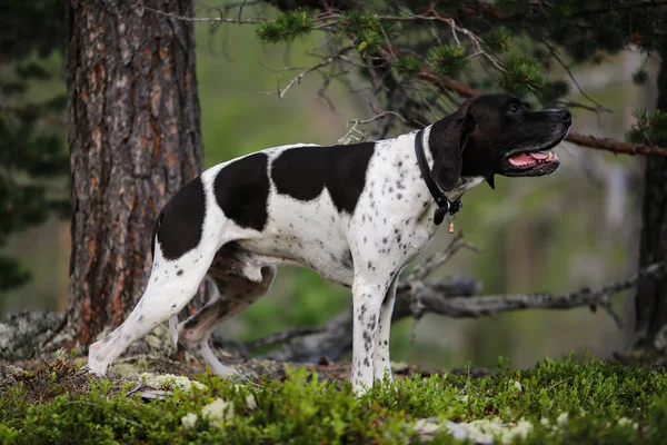 Hund Engelska Pekare Står Skogen Sommaren — Stockfoto