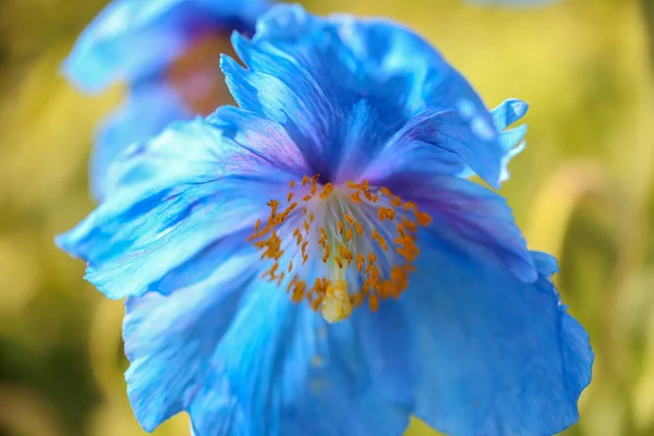 Floração Papoula Azul Meconopsis Jardim Close — Fotografia de Stock