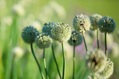 Yazın çiçek açan Alium yeşil arka planda, yakın plan