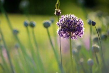 Yazın çiçek açan Alium yeşil arka planda, yakın plan