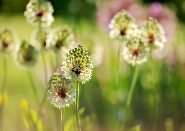 Kvetoucí Alium Létě Zeleném Pozadí Detailní Záběr — Stock fotografie