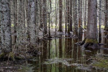 Norveç 'teki çam ağacı ormanında bahar seli